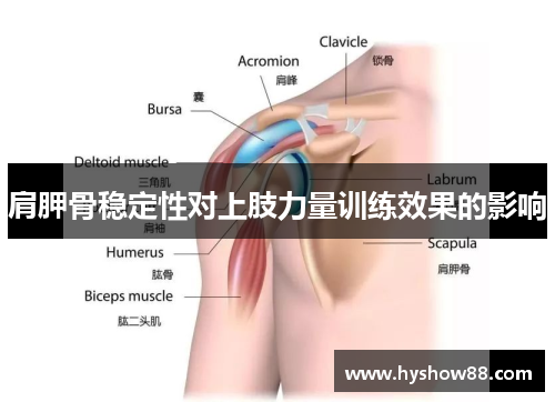 肩胛骨稳定性对上肢力量训练效果的影响